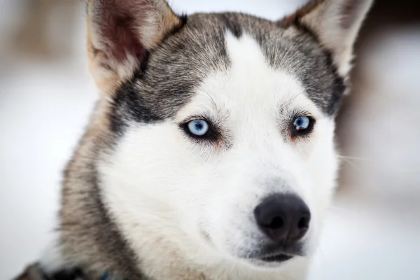 Roztomilý husky portrét v zimě — Stock fotografie