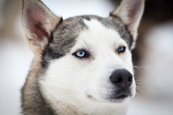 Χαριτωμένος σκύλος χάσκεϋ πορτρέτο το χειμώνα — Φωτογραφία Αρχείου