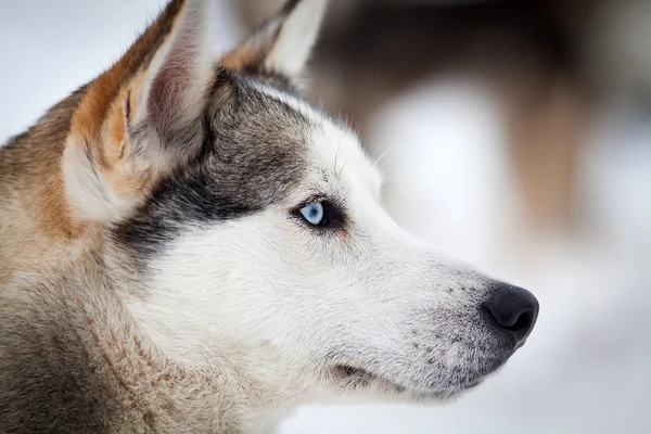 Lindo retrato husky en invierno — Foto de Stock