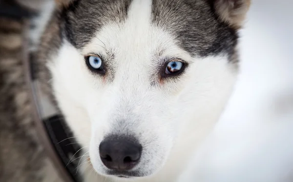 Lindo retrato husky en invierno — Foto de Stock