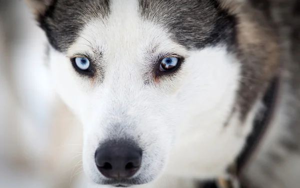 Aranyos husky portré, télen — Stock Fotó