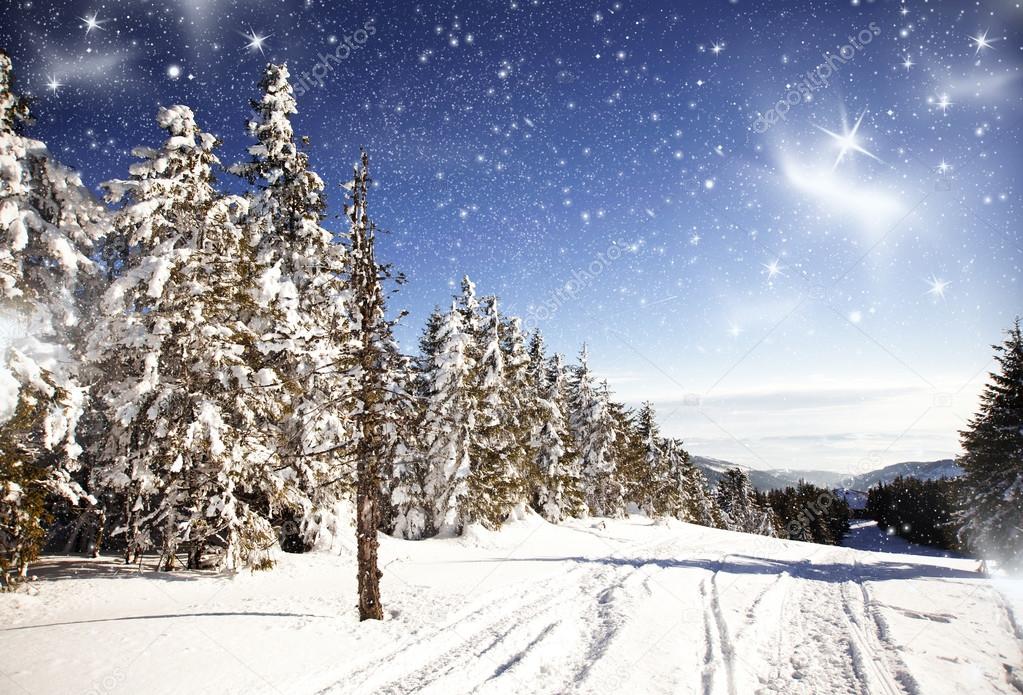 Winter landscape with snowy fir trees