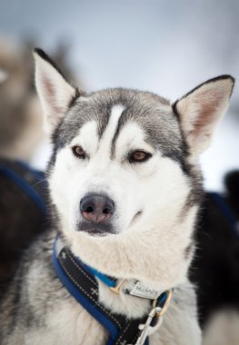 Kışın şirin husky portre