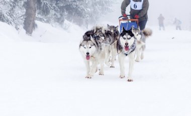 kızak köpek yarışı siberian dış yapraklar