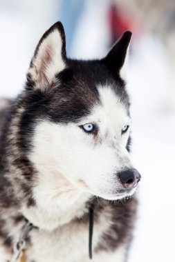 Kışın şirin husky portre