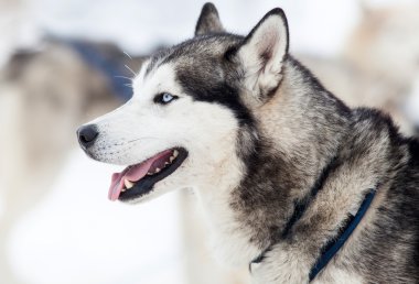 Kışın şirin husky portre