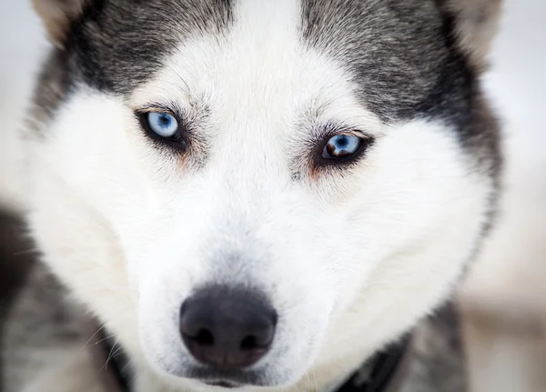 Aranyos husky portré, télen — Stock Fotó