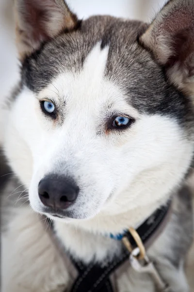 Aranyos husky portré, télen — Stock Fotó