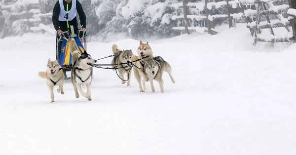 Kızak köpek yarışı siberian dış yapraklar — Stok fotoğraf