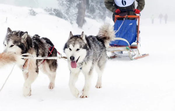 そり犬レース シベリアン ハスキー — ストック写真