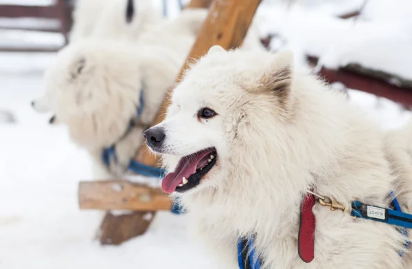 Leuke Samojeed hond in de winter — Stockfoto