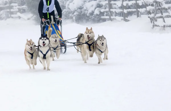 Sled dog race siberian huskies — Stockfoto