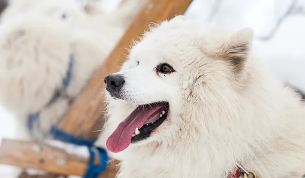 冬にかわいいサモエド犬 — ストック写真