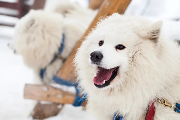 Samoyed köpek kış — Stok fotoğraf