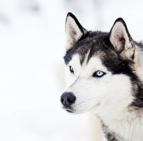 Schattig husky portret in de winter — Stockfoto