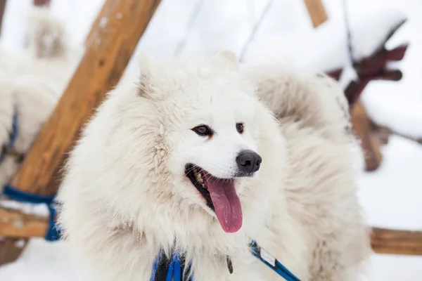 Aranyos Szamojéd kutya a télen — Stock Fotó