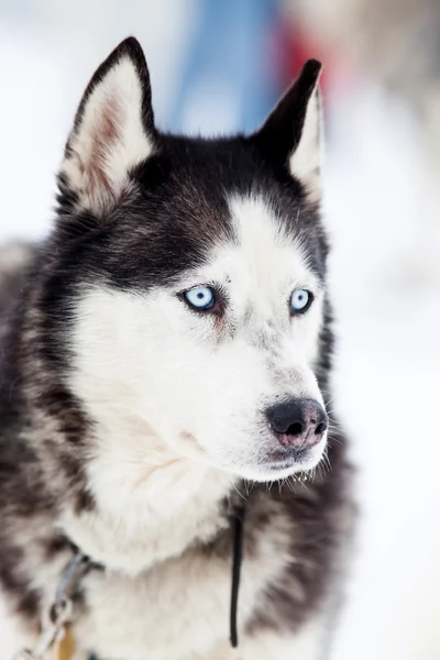 Niedliche Husky Portrait im Winter — Stockfoto