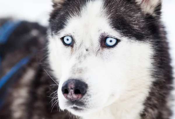 Lindo retrato husky en invierno —  Fotos de Stock