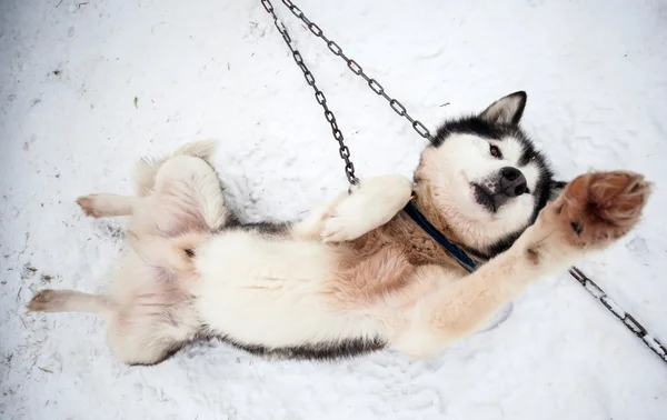 Husky retrato no inverno antes cão trenó corrida — Fotografia de Stock