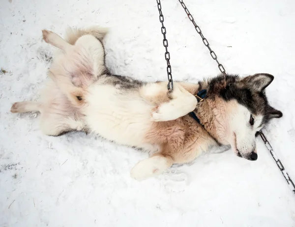 Potret Husky di musim dingin sebelum ras kereta luncur anjing — Stok Foto