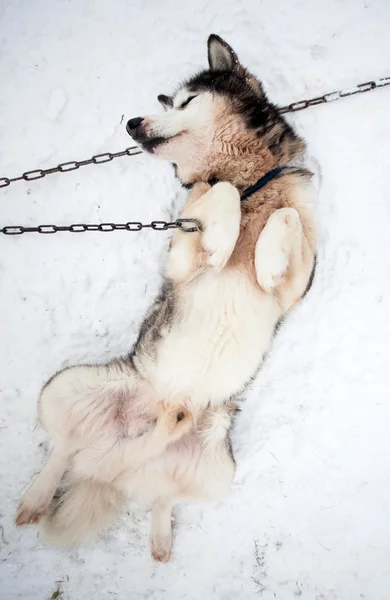 Husky-portrett om vinteren før hundesleder – stockfoto