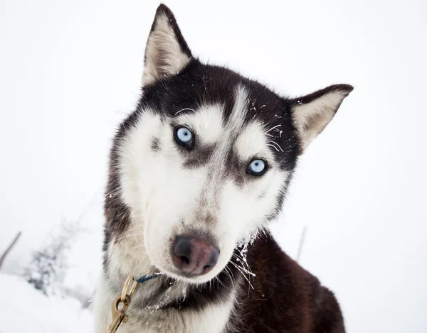 Husky портрет взимку перед собачих упряжках гонки — стокове фото