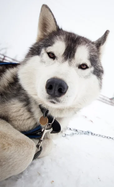 Köpek kızağı yarıştan önce kışın Husky portre — Stok fotoğraf
