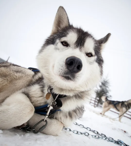 Ritratto Husky in inverno prima della gara di slittino cane — Foto Stock