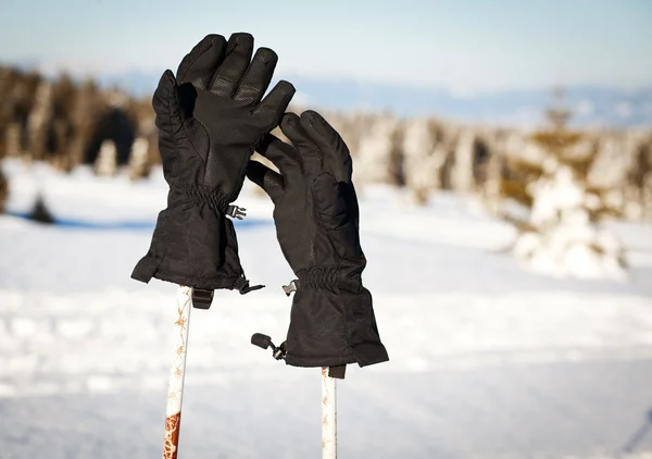 Ski gloves on stick — Stock Photo, Image