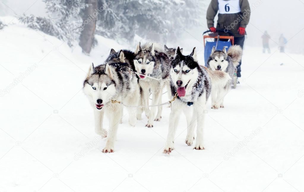 sled dog race siberian huskies