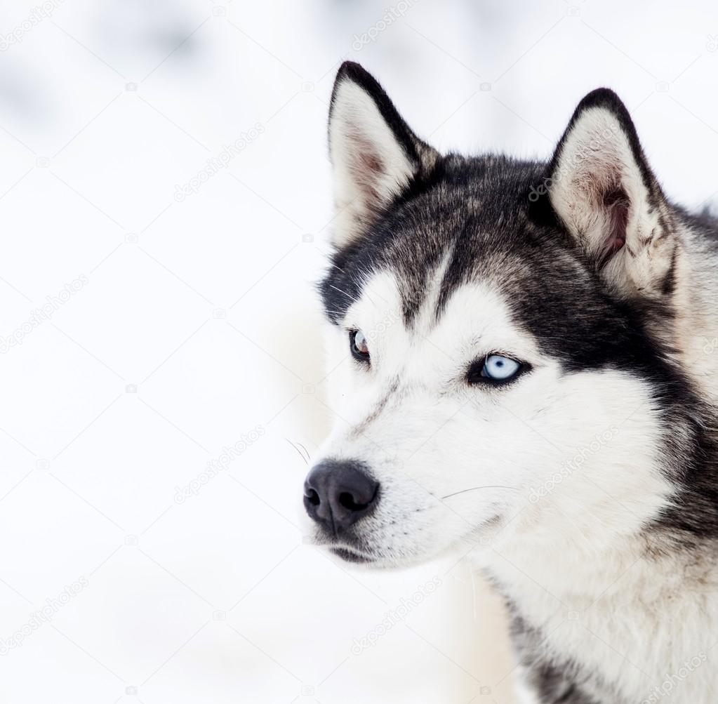 Cute husky portrait in winter
