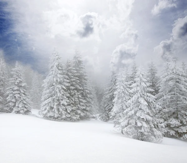 Kerst achtergrond met besneeuwde dennenbomen — Stockfoto