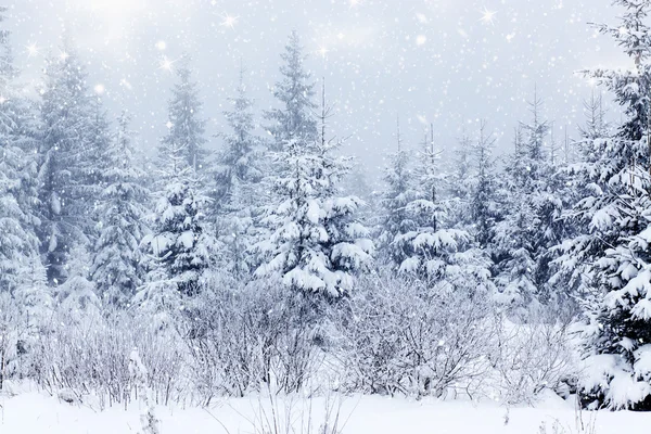 雪のモミの木とクリスマスの背景 — ストック写真