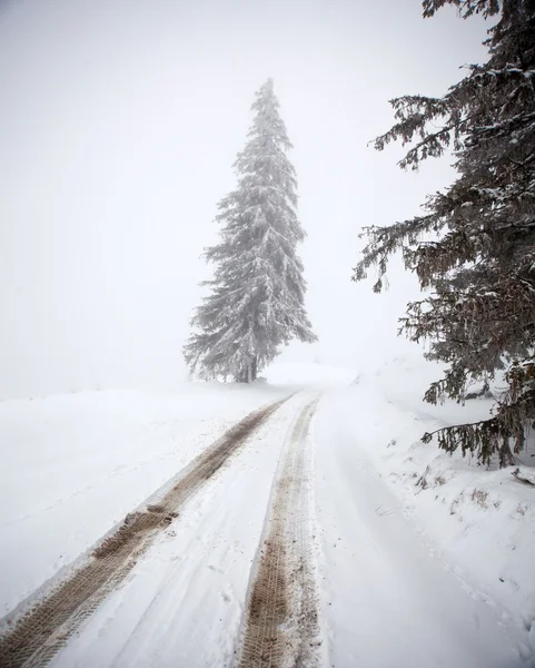 Kerst achtergrond met besneeuwde dennenbomen — Stockfoto