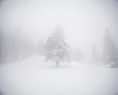 Karlı köknar ağaçları ile Noel arkaplanı