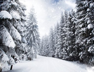 Karlı köknar ağaçları ile Noel arkaplanı