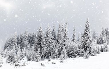 Karlı köknar ağaçları ile Noel arkaplanı