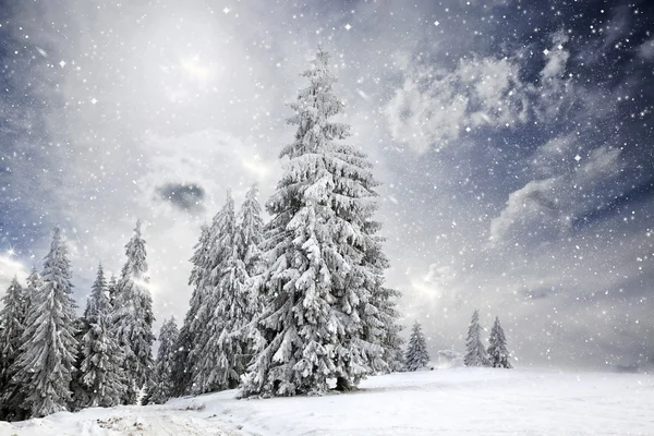 Kerst achtergrond met besneeuwde dennenbomen — Stockfoto