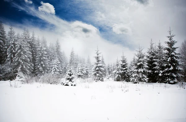 Fondo de Navidad con abetos nevados — Foto de Stock