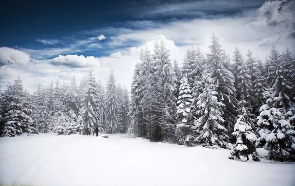 Fundo de Natal com abetos nevados — Fotografia de Stock