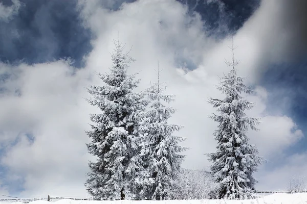 Fond de Noël avec sapins neigeux — Photo