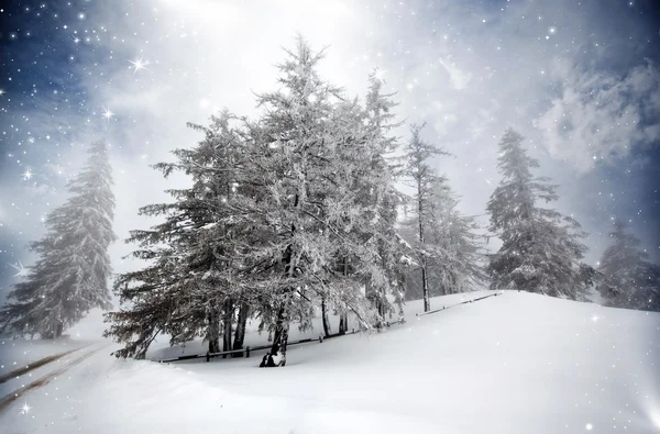 Fond de Noël avec sapins neigeux — Photo