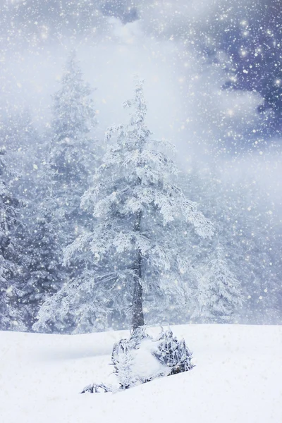 有白雪杉树的圣诞背景 — 图库照片