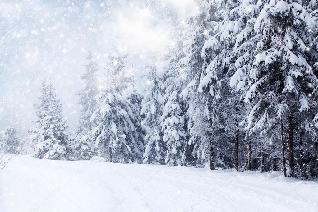 Christmas background with snowy fir trees