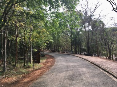 Virajlı yol manzarası ve yanlamasına ormanda daha çok ağaç var.