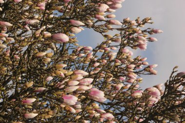 Manolya çiçeği ile mavi gökyüzü