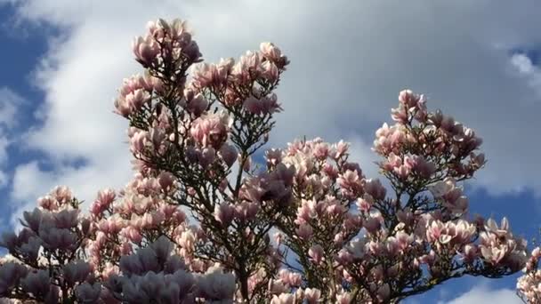 Blue sky with magnolia blossom — Stock Video