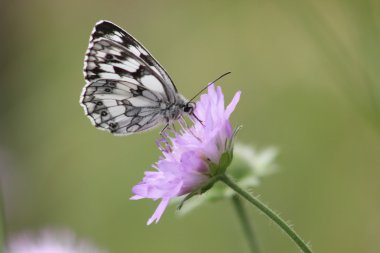 Kağıt uçurtma kelebeği çiçek