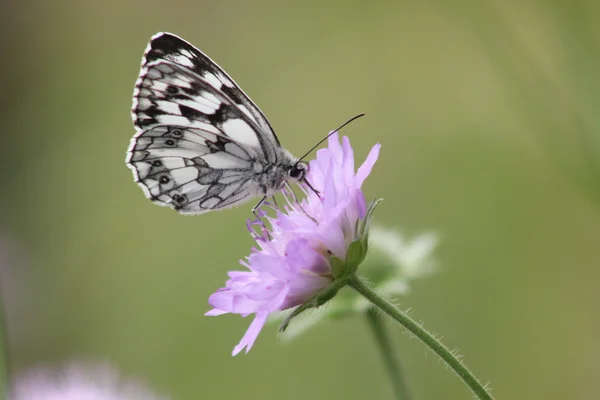Бумажный змей бабочка на цветке — стоковое фото