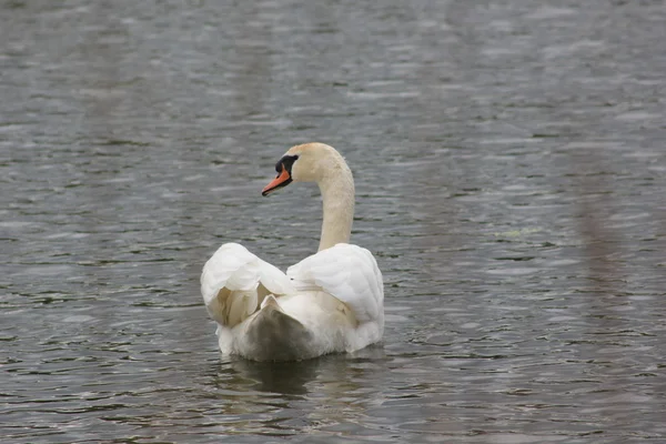 Swan med reflektion på sjön — Stockfoto